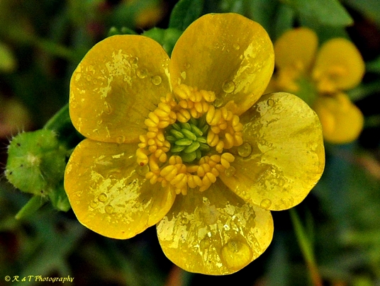 {Ranunculus bulbosus}